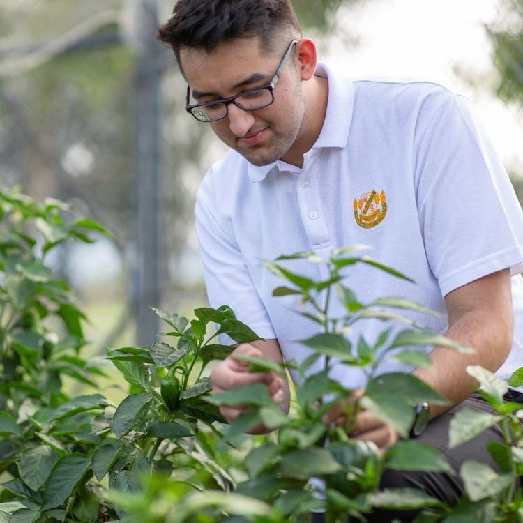 A student is standing and looking at the plants on the table in front of him.
